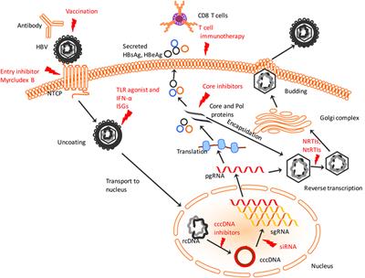 Frontiers | Hepatitis B Virus Immunopathology, Model Systems, And ...